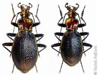 Carabus arcadicus arcadicus