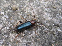 Phymatodes testaceus var. variabilis