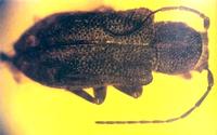 Pterolophosoma otiliae