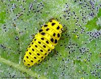 Psyllobora vigintiduopunctata - 22-spot Ladybird