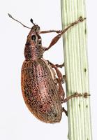 Polydrusus mollis