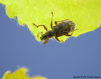 Polydrusus tereticollis