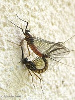 Epeorus assimilis