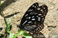 Tirumala septentrionis - Dark Blue Tiger