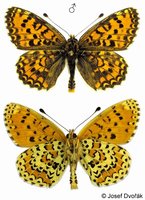 Melitaea trivia - Lesser Spotted Fritillary