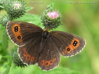 Erebia aethiops - Scotch Argus