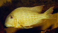 Geophagus surinamensis, Redstriped eartheater: aquarium