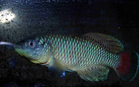 Nothobranchius jubbi, : aquarium
