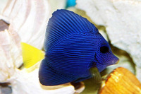 Zebrasoma xanthurum, Yellowtail tang: aquarium