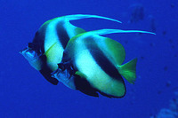 Heniochus intermedius, Red Sea bannerfish: aquarium