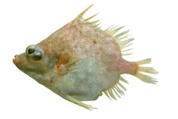 Hollardia hollardi, Reticulate spikefish: