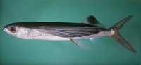Cheilopogon spilonotopterus, Stained flyingfish: fisheries