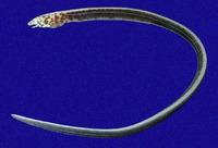 Paraletharchus pacificus, Sailfin eel: