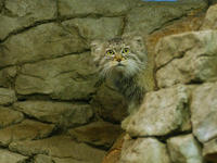 Image of: Felis manul (Pallas' cat)