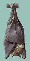 Image of: Harpyionycteris whiteheadi (harpy fruit bat)