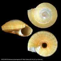 Heliacus subvariegatus