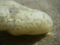 Botryllus schlosseri - Star Ascidian