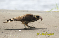 Milvago chimachima - Yellow-headed Caracara