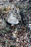 Calidris bairdii - Baird's Sandpiper