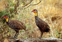 Francolinus leucoscepus - Yellow-necked Spurfowl