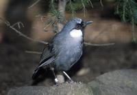 Garrulax chinensis - Black-throated Laughingthrush