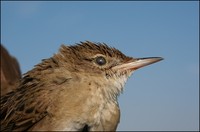 Locustella naevia - Grasshopper Warbler