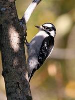 Picoides pubescens - Downy Woodpecker