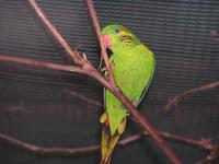 Charmosyna placentis - Red-flanked Lorikeet