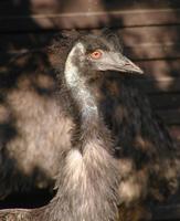 Dromaius novaehollandiae - Emu