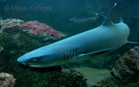 Triaenodon obesus - White Tip Reef Shark