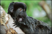 Callimico goeldii - Goeldi's Monkey