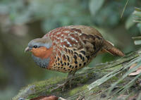 Image of: Bambusicola thoracicus (Chinese bamboo partridge)