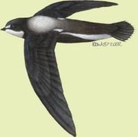 Image of: Hirundapus caudacutus (white-throated needletail)