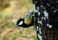 Image of: Parus monticolus (green-backed tit)