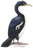 Image of: Phalacrocorax carunculatus (rough-faced shag)