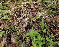 Image of: Pooecetes gramineus (vesper sparrow)