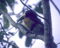 Image of: Pteroglossus torquatus (collared aracari)