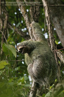 Choloepus hoffmanni - Hoffmann's Two-toed Sloth