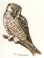 Image of: surnia ulula (northern hawk-owl)