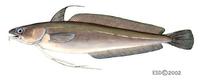 Image of: Urophycis chuss (red hake)