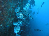 Diplodus puntazzo - Puntazzo
