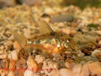 Corydoras paleatus - Blue Leopard Corydoras