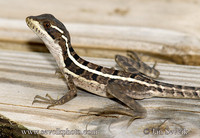 Basiliscus vittatus - Brown Basilisk