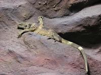 Sauromalus obesus - Chuckwalla