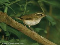 Pale-legged Leaf Warbler - Phylloscopus tenellipes