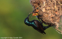 Purple Sunbird - Cinnyris asiaticus