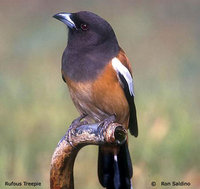 Rufous Treepie - Dendrocitta vagabunda