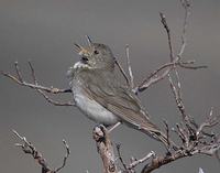 Grey-cheeked Thrush - Catharus minimus