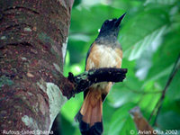 Rufous-tailed Shama - Trichixos pyrropyga
