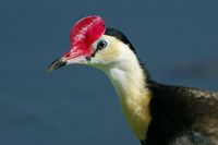 Comb crested Jacana